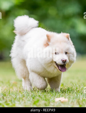 Close up chiot Samoyède exécutant dans un pré à la recherche sur le côté. Blanc moelleux mignon chien avec de longs poils dans la campagne ou le parc. Banque D'Images