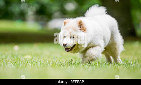 Close up chiot Samoyède exécutant dans un pré à la recherche sur le côté. Blanc moelleux mignon chien avec de longs poils dans la campagne ou le parc. Banque D'Images