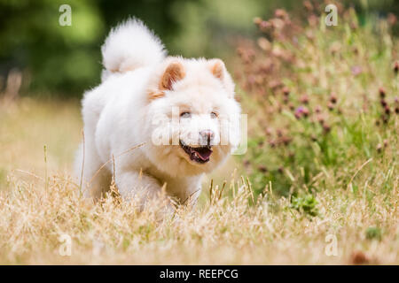 Close up chiot Samoyède exécutant dans un pré à la recherche sur le côté. Blanc moelleux mignon chien avec de longs poils dans la campagne ou le parc. Banque D'Images