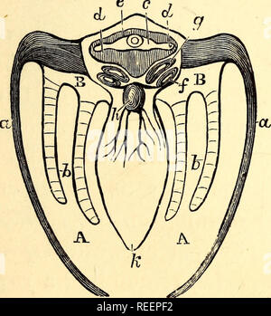 . Comparative Zoology, structurelles et systématiques : pour une utilisation dans les écoles et collèges. Zoologie, anatomie, physiologie, comparatif, comparatif. Comment les animaux respirent. 113 Il existe de nombreux gill-comme marge, qui aide probablement à la respiration (Fig. 39). Les vers d'eau douce, comme le ver de terre et les sangsues, de respirer par la peau. Le corps est toujours couvert par un liquide visqueux, qui a la propriété d'absorber de l'air. L'air est, par conséquent, immédiatement mis en contact avec l'ate soft peau, sous laquelle se trouve un réseau dense de sang-ves. Mais la plupart des animaux à respiration ont des branchies. La plus simple des f Banque D'Images