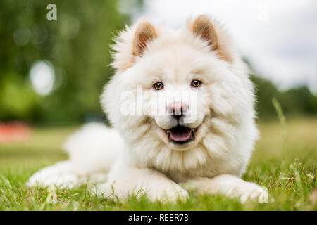 Close up chiot Samoyède couchée dans un pré à la recherche sur le côté. Blanc moelleux mignon chien avec de longs poils dans la campagne ou le parc. Banque D'Images