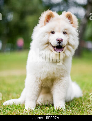 Close up chiot Samoyède assis dans un pré à la recherche sur le côté. Blanc moelleux mignon chien avec de longs poils dans la campagne ou le parc. Banque D'Images