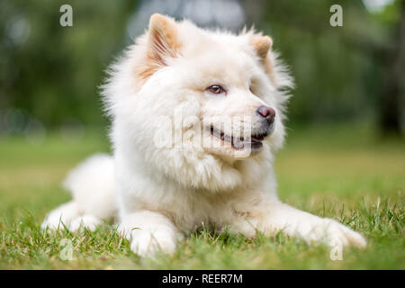 Close up chiot Samoyède couchée dans un pré à la recherche sur le côté. Blanc moelleux mignon chien avec de longs poils dans la campagne ou le parc. Banque D'Images