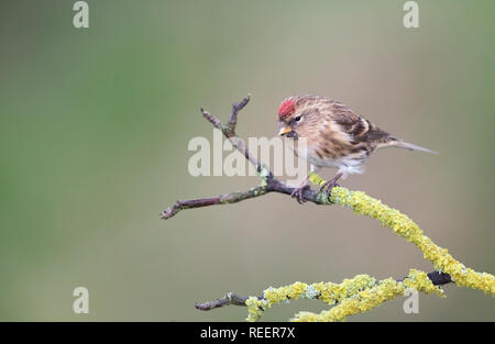 Sizerin flammé, Carduelis flammea, en hiver, Pays de Galles, Royaume-Uni Banque D'Images