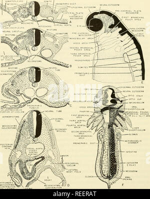 . L'embryologie comparative des vertébrés ; avec 2057 dessins et photos. regroupés en 380 illus. Vertébrés -- l'Embryologie embryologie Comparative ;. NEPHROTOMIC PLiTE / CORE ÉPITHÉLIALES (MESOMERE DMITF PRONEPHRIC CONDUIT. HYPOMERIC â MESODERMA CONTRIBUTIO À CONTRIBUTION DE MUR D'AMORÇAGE LiTERA COUCHE SPLANCHNIQUE DE HYPOMERE Fig. 252. Contributions à l'organisme en développement mésodermique. (A-D) Les articles par l'élaboration de poussin 48-52 heures d'incubation. (A) l'article au moyen du tronc caudal somites primitifs de la zone zone montrant le mésoderme et espaces coelomique. (B) l'article au moyen de faisceaux antérieur illustrant la zone ea Banque D'Images