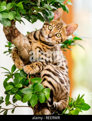 Close up chatons dans un arbre de jouer à la maison. Banque D'Images