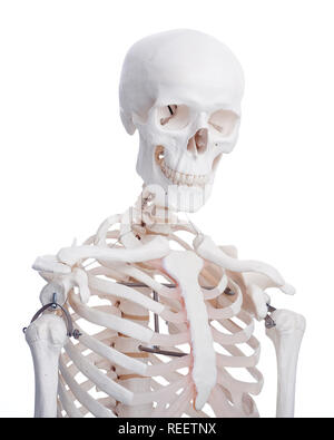Portrait d'un modèle squelette humain Banque D'Images