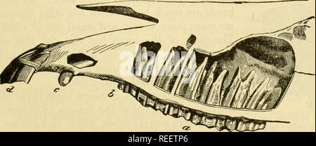 . L'anatomie comparée des animaux domestiques. Chevaux ; anatomie vétérinaire. Le MOULH. 421 "En ce qui concerne le tableau de la dent, il incHnes, comme nous l'avons déjà mentionné, l'extérieur de la mâchoire inférieure, et l'intérieur en haut à une circonstance qui empêche l'mouvements latéraux de la mâchoire sans séparation de la séparation d'incisives, qui les supprime de friction." Dans la vierge, molaire ce visage est complètement recouvert d'émail, et irrci^nilarly ondulait. Dans il peut être reco&lt;le inized infundibular deux ouvertures, qui sont prolongés m l'intérieur de l'o Banque D'Images