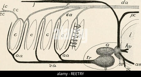 . L'anatomie comparée des vertébrés. L'anatomie, les vertébrés ; Comparatif -- Anatomie. Les organes de l'appareil circulatoire. 275 à l'aortes radix (fig. 281). Ces deux vaisseaux parallèles pour une partie de leur formation et sont reliés les uns aux autres par de nombreuses boucles capillaires qui passent dans les filaments branchiaux. En passant par les branchies, le sang perd son gaz carbonique et prend l'oxygène, et devient ainsi converti à partir de sang artériel, veineux. Dans l'am- niotes artères branchiales efférentes et afférentes ne sont jamais dissociés, les arcs aortiques à être continu à partir de l'aorte ventrale radice Banque D'Images