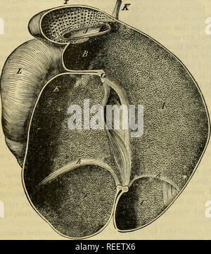 . L'anatomie comparée des animaux domestiques. Anatomie vétérinaire. L'ESTOMAC. 465.-Eelations la forme externe de la panse d'être determinerl, l'étude de ses relations devient facile. Par sa surface supérieure, il est en contact avec la masse intestinale ; sa face opposée repose sur la paroi abdominale inférieure. Son bord gauche, soutenant la rate, touche le plus haut d'une partie du flanc et le sublumbar, région à laquelle il adhère par du tissu cellulaire, ainsi que la proximité de la ligne de la maladie cœliaque et la grande artère mésentérique^ ; droit, de le chat par l'abomasum, répond Banque D'Images