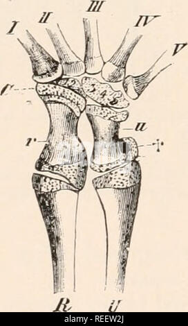 . L'anatomie comparée des vertébrés. L'anatomie, les vertébrés ; comparatifs. FIG. 126. Droit - CARPE D'Emy* à partir de ci-dessus. i, intermedium ; 7 ?, radius  ; r.c, munie d'une radiale et centrale ; U, cubitus, ulnare ; n ; t et *, des éléments sur le côté radial et ulnaire respectivement, indications de radial et ulnaire supplémentaires (pisiforme1 ! Rayons X ; 1--5, le carpalia, dont 4 et 5 sont fusionnés ; / - V, métacarpes. FIG. 127.-GAUCHE CARPE OK Lm-je rln agilis. À partir de ci-dessus. c, centrale ; je, intermedium ; li, radius  ; r, radiale, formé par la fusion de deux éléments, dont l'une correspond à un prepollex ; U, cubitus ; u, LSN Banque D'Images