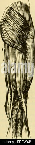. L'anatomie comparée des animaux domestiques. Chevaux ; anatomie vétérinaire. MUSCLES DE LA FACE POSTÉRIEURE DES MEMBRES. 361 ème" pedineus répète la branche antérieure de l'pectiiieus du cheval. Il est inséré, ci-dessous, dans l'inteni.il bifurcation du liiiea aspera du fémur. L'adducteur firnt correspond à la partie postérieure de la branche des solipèdes pectineus. Il est représenté par un voluiuiuous la masse musculaire, qui découle de l'tpine du pubis et se termine sur le tiers moyen de la linea aspera. La deuxième ou gmall correspond à l'adducteur muscle du même nom chez les animaux Banque D'Images