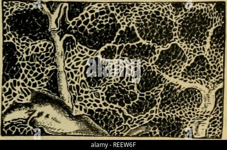 . L'anatomie comparée des animaux domestiques. Anatomie vétérinaire. Réseau capillaire autour des follicules de la glande parotide. Le lobule de la parotide, injecté avec du mercure, et l'éleva à 50 diamètres. de forme allongée au-dessus au-dessous, aplatie des deux côtés, et divisé en deux faces, deux frontières, et deux extrémités. La face externe, près de l'avion, est creusé dans sa partie inférieure dans une chaîne, qui est parfois transformé en un canal complet, et des pavillons de la veine jugulaire après qu'il a traversé la glaud à partir de ci-dessous pour sa superficie. Cette face externe répond t Banque D'Images