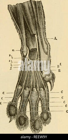 L Anatomie Comparee Des Animaux Domestiques Anatomie Veterinaire Le Plexus Brachial 767 Le Chien Fournit Les Branches Pour Tous Les Chiffres Sauf L Auricularis Et Des Controles Aux Frontieres Exterieures De L Annularis Dans Le Chat La Mediane Traverse L Anatomie Comparee Des Animaux Domestiques Anatomie Veterinaire Le Plexus Brachial 767 Le Chien Fournit Les Branches Pour Tous Les Chiffres Sauf L Auricularis Et Des Controles Aux Frontieres Exterieures De L Annularis Dans Le Chat La Mediane Traverse