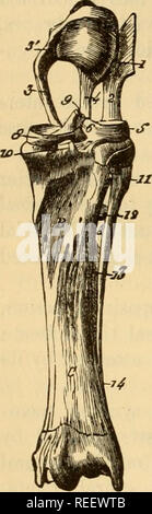 . L'anatomie comparée des animaux domestiques. Chevaux ; anatomie vétérinaire. TRE 220 ARTICULATIONS. N° 1. N° 2. exécutée. Mais en même temps, ils ont également 1200 dans un sens inverse, et à un degré très appréciable, sur l'extrémité supérieure du tibia. Par conséquent, au cours de la flexion, ils passent par l'arrière de l'avant sur cette extrémité, et sont tirés en arrière pendant l'extension. En rotation, qui peut avoir lieu à l'intérieur à l'extérieur, ou de l'extérieur de dans-le mouvement est produite non seulement Fig. 142. Par la faire pivoter des condyles dans leurs cavités glénoïde, mais aussi par une dis- pl Banque D'Images