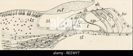 . L'anatomie comparée des vertébrés. L'anatomie, les vertébrés ; Comparatif -- Anatomie. Les organes auditifs. J87 et peut-être à voir avec la reconnaissance des ondes sonores de différents rapidité. Il a récemment été montré que la membrane tectoria est connecté avec -les poils des cellules de cheveux. Le fait que dans les oiseaux, où est certainement pas reconnu, il n'y a pas d'organe de Corti, rend toute spéculation douteuse. il. FIG. 187.-organe de Corti de cobaye, après Schneider, d, les cellules ; il Deiter, Henson cellules ; ih, les cellules ciliées internes ; ip, pilier intérieur des cellules ; est, limbe spiralis ; mt, membrane tectoria ; n, Banque D'Images