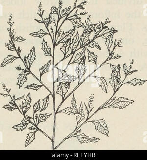 . Mauvaises herbes communes des Prairies canadiennes ;. Les mauvaises herbes. Cerastium arvense L. mouron des champs d'une plante vivace à croissance linéaire, opposé à feuilles linéaires-lancéolées, à 8 pouces de haut, mais avec des tiges couchées à la base souvent et souvent avec des poils pointant vers le bas. Fleurs blanches avec bec-de pétales, sur je po de diamètre. Le fruit est une capsule de temps. Un printemps très commune sur les Fleurs des prairies sèches dans la partie ouest. Chenopodium album L. chénopode blanc. Le grade 2 à 3 annuel pieds de haut. Modifier les feuilles- nate, avec marges ondulées mealy, enduits, à 3 pouces de long. Habituellement, avec tiges à gorge rouge- lave et lignes foncées. Rose ... Banque D'Images
