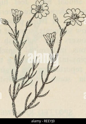 . Mauvaises herbes communes des Prairies canadiennes ;. Les mauvaises herbes. Cerastium arvense L. mouron des champs d'une plante vivace à croissance linéaire, opposé à feuilles linéaires-lancéolées, à 8 pouces de haut, mais avec des tiges couchées à la base souvent et souvent avec des poils pointant vers le bas. Fleurs blanches avec bec-de pétales, sur je po de diamètre. Le fruit est une capsule de temps. Un printemps très commune sur les Fleurs des prairies sèches dans la partie ouest. Chenopodium album L. chénopode blanc. Veuillez noter que ces images sont extraites de la page numérisée des images qui peuvent avoir été retouchées numériquement pour plus de lisibilité - coloration et l'aspect de ces illust Banque D'Images