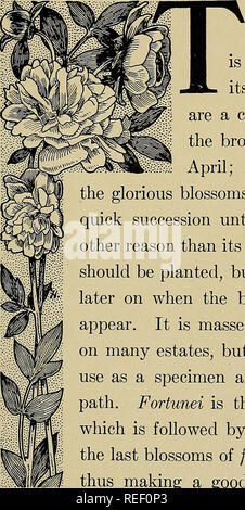 . Le sens commun des jardins. Le jardinage. [From old catalog]. Chapitre VIII BON D'ARBUSTES POUR LE CHANTIER IL A D'abord d'arbuste à fleurs au printemps est le FoRSYTHiA, et ses cloches jaune vif sont un plus de la brown lambrequins d'avril ; c'est un présage de la glorieuse fleurs qui suivra en succession rapide jusqu'au gel. Si pour aucune autre raison que sa précocité cet arbuste doit être planté, mais c'est plus tard quand le ornement feuillage vert apparaissent. Il est amassé en grande grappes sur de nombreux domaines, mais il est assez bon pour l'utiliser comme un spécimen le long d'une route ou un chemin. Fortunei est l'earlie Banque D'Images