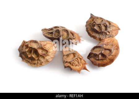 Semence de Onobrychis ou sainfoins. Isolé sur fond blanc. Banque D'Images