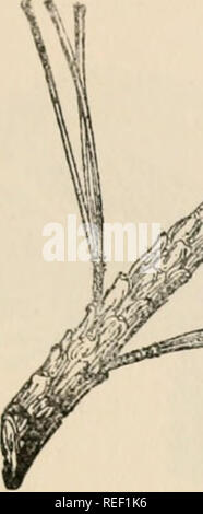 . Les arbres forestiers de la Géorgie : la façon de les connaître. Un manuel de poche. Arbres -- Géorgie. T'ÉTANG pin (Pinus serotina Michx.) Il pond pine, également connu sous le nom de pin, pocosins bay ou PIN-pin noir de l'écorce, est trouvé dans les petites et SAvamps sur télévision, non drainé, pauvres, sablonneux, ou faible, les sols tourbeux de la plaine côtière. Il est en moyenne de 40 à 70 pieds de hauteur et 1 à 2 pieds de diamètre. Le tronc est souvent légèrement tordu et un peu rugueuse avec noeuds ou bosses. L'arbre ressemble quelque peu lob-. Si^ •PIN ÉTANG un demi-grandeur nature. lolly pin, mais peut être distingué le plus facilement par l'ensemble des cônes, et plus courte et Banque D'Images