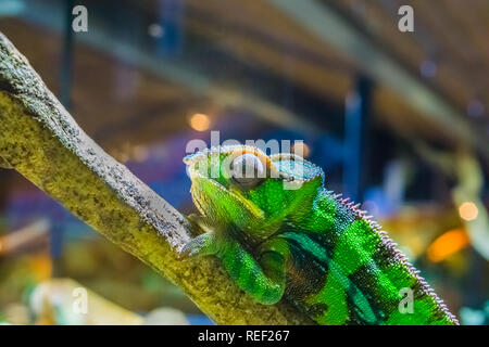 Libre d'un caméléon panthère sur une branche, coloré dans les couleurs de l'iguane vert et noir, des reptiles tropicaux de madagascar Banque D'Images