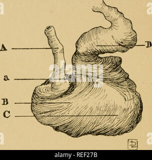 . Les coliques du cheval : leurs causes, symptômes, diagnostic et traitement. Les chevaux, les coliques chez les chevaux. 18 LA POLITIQUE DES COLIQUES DU CHEVAL sac gauche, qu'il recouvre complètement, laissant le sac de droite (indiqué par les pointillés) à découvert. Dans la petite courbure ses fibres deviennent quelque peu perdu brusquement, tandis que la grande courbure les conserve à l'ensemble de l'envelop- ment de la surface en dessous de la droite, dont le sac sur la surface supérieure ils deviennent peu à peu effacées.. Fig. 5.-milieu de la couche musculaire de l'estomac. Un, fibres circulaires (dans une position plus que doublé leur neighbou blackly Banque D'Images