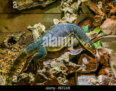 Contrôle de l'eau Asie coller sa langue, gros lézards tropicaux d'Asie Banque D'Images