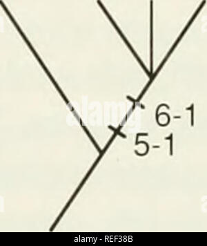 . Le Compleat cladist : une introduction de procédures phylogénétique. L'analyse cladistique ; Zoologie -- Classification ; la phylogénie. . Veuillez noter que ces images sont extraites de la page numérisée des images qui peuvent avoir été retouchées numériquement pour plus de lisibilité - coloration et l'aspect de ces illustrations ne peut pas parfaitement ressembler à l'œuvre originale.. Wiley, E. O. Lawrence, Kan.  : Musée d'Histoire Naturelle, Université du Kansas Banque D'Images