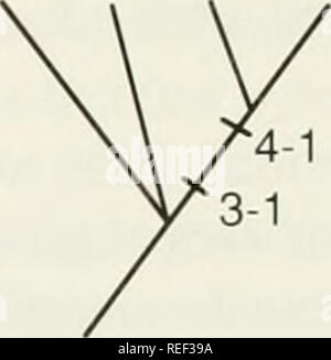. Le Compleat cladist : une introduction de procédures phylogénétique. L'analyse cladistique ; Zoologie -- Classification ; la phylogénie. STUV STUV UVST. Veuillez noter que ces images sont extraites de la page numérisée des images qui peuvent avoir été retouchées numériquement pour plus de lisibilité - coloration et l'aspect de ces illustrations ne peut pas parfaitement ressembler à l'œuvre originale.. Wiley, E. O. Lawrence, Kan.  : Musée d'Histoire Naturelle, Université du Kansas Banque D'Images