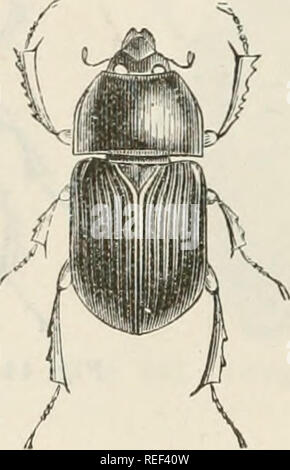 . Compendio della Fauna Italiana. Descrizione elementare degli animali pite originali. Zoologie. Fig. 415. Trox. sahulosus. Veuillez noter que ces images sont extraites de la page numérisée des images qui peuvent avoir été retouchées numériquement pour plus de lisibilité - coloration et l'aspect de ces illustrations ne peut pas parfaitement ressembler à l'œuvre originale.. Camerano, Lorenzo, 1856-1917 ; Lessona, Mario. Torino, Ditta G. B. Paravia e Comp. Banque D'Images