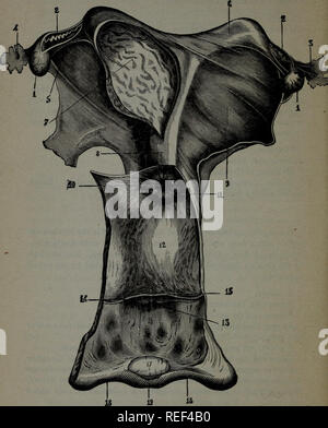 . Compend un équin de l'anatomie et la physiologie. Les chevaux. 154 ANATOMIE équine. Fig. 25.. Veuillez noter que ces images sont extraites de la page numérisée des images qui peuvent avoir été retouchées numériquement pour plus de lisibilité - coloration et l'aspect de ces illustrations ne peut pas parfaitement ressembler à l'œuvre originale.. Ballou, William R. William (riz), 1864-1893. Philadelphie, P. Blakiston, fils &AMP ; Co. Banque D'Images