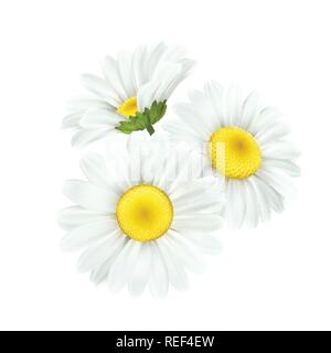 Camomille fleurs daisy isolé sur fond blanc. Vector illustration Illustration de Vecteur