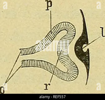 . Compendium der Physiologie des Menschen. L'anatomie humaine, la physiologie. . Veuillez noter que ces images sont extraites de la page numérisée des images qui peuvent avoir été retouchées numériquement pour plus de lisibilité - coloration et l'aspect de ces illustrations ne peut pas parfaitement ressembler à l'œuvre originale.. Fick, Adolf, 1829-1901. Wien : W. Braumüller Banque D'Images