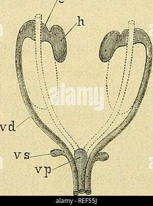 . Compendium der Physiologie des Menschen. L'anatomie humaine, la physiologie. . Veuillez noter que ces images sont extraites de la page numérisée des images qui peuvent avoir été retouchées numériquement pour plus de lisibilité - coloration et l'aspect de ces illustrations ne peut pas parfaitement ressembler à l'œuvre originale.. Fick, Adolf, 1829-1901. Wien : W. Braumüller Banque D'Images