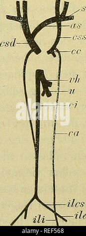 . Compendium der Physiologie des Menschen. L'anatomie humaine, la physiologie. Un f. Veuillez noter que ces images sont extraites de la page numérisée des images qui peuvent avoir été retouchées numériquement pour plus de lisibilité - coloration et l'aspect de ces illustrations ne peut pas parfaitement ressembler à l'œuvre originale.. Fick, Adolf, 1829-1901. Wien : W. Braumüller Banque D'Images