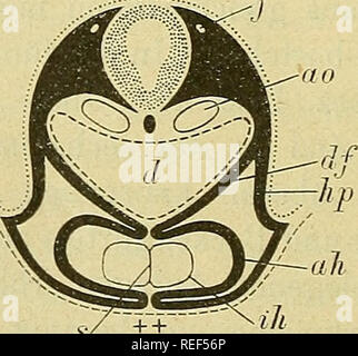 . Compendium der Physiologie des Menschen. L'anatomie humaine, la physiologie. Schemata von Querschnitten zur Entwickelung des Herzens aus. paariger Medullarplatte Anlage rnp, M. lledullarrohr Hautplatte, hp, df, Darmfaserplatte Herzhaut äussere oft, Herzhaut Endothel (innere ik), s Septum, descendem • ao aorte, j vena jugularis.. Veuillez noter que ces images sont extraites de la page numérisée des images qui peuvent avoir été retouchées numériquement pour plus de lisibilité - coloration et l'aspect de ces illustrations ne peut pas parfaitement ressembler à l'œuvre originale.. Fick, Adolf, 1829-1901. Wien : W. Braumüller Banque D'Images