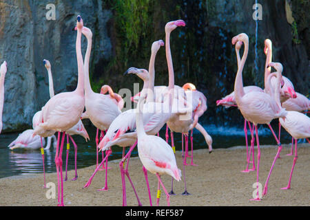 Un troupeau de flamants roses (Phoenicopterus) dans un zoo, au Bioparc, Valencia, Espagne Banque D'Images