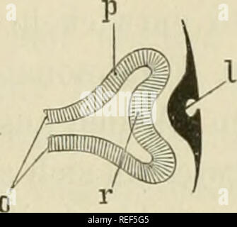 . Compendium der Physiologie des Menschen. La physiologie. . Veuillez noter que ces images sont extraites de la page numérisée des images qui peuvent avoir été retouchées numériquement pour plus de lisibilité - coloration et l'aspect de ces illustrations ne peut pas parfaitement ressembler à l'œuvre originale.. Fick, Adolf, 1829-1901 ; Stöhr, Philipp, 1849-1911. Wien, Wilhelm Braumüller Banque D'Images