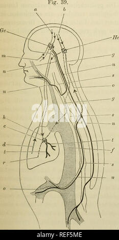 . Compendium der Physiologie des Menschen. La physiologie. Schema der Gefässinnervation. 269 Die Figur 39 giebt ein übersichtliches Bild vom der ganzen Zusammen- hange, Gefässinnervation sich ein solches dans la mesure où l'homme aus den bis jetzt vorliegenden experimentellen Daten machen kann. Erkennt man den ümriss Kopfes Rumpfes von menschlichen und ferner, den eingezeichneten ümriss Cerebrospinalorganes darin, des Herzens des und des anschliessenden Arterien sieh daran- systèmes, dessen Fläche ist leicht schattirt. Im Hirnumfange Ganglienzellenhaufen sind zwei angedeutet, der bei Gc soll das Gefässnervencen Banque D'Images