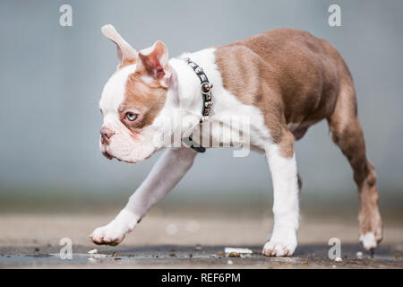 Close up Boston terrier puppy marchant à l'extérieur sur le béton avec une patte en l'air Banque D'Images