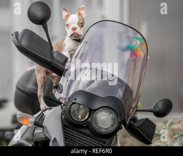 Titre close up d'un Boston terrier puppy assis sur une moto à la recherche de l'appareil photo Banque D'Images