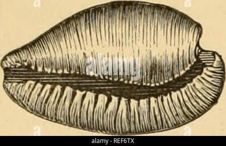 . Comparative Zoology, structurelles et systématiques. Pour une utilisation dans les écoles et collèges. Zoologie. 264 : Comparative Zoology.. Veuillez noter que ces images sont extraites de la page numérisée des images qui peuvent avoir été retouchées numériquement pour plus de lisibilité - coloration et l'aspect de ces illustrations ne peut pas parfaitement ressembler à l'œuvre originale.. Orton, James, 1830-1877. New York, Harper and Brothers Banque D'Images