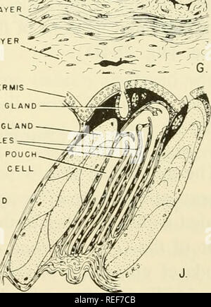 . L'embryologie comparative des vertébrés ; avec 2057 dessins et photos. regroupés en 380 illus. Vertébrés -- l'Embryologie embryologie Comparative ;.  :^f/^spongieux intermédiaire. ,•"/ ?" XH L i-L-o^ ^DERME COUCHE DE JUGE s r 1 ^^^ ;£ :^^| capillaire Xk.je vjr -"^^/i'ÉPIDERME GLA ÉPIDERMIQUE. Fig. 267. Les téguments de amphibia. (Un champ après - Bull. Mus. Comp. Zool. à Harvard College, 21 ; F Après Dawson : J. Morphol., 34 ; H et I après Assheton : pinte. J. MICR. Sc, 38 ; J de Kingsley, 1925 : le squelette des vertébrés, Blakiston, Phila- delphia, après Sarasins.) ( A ) de la peau de grenouille embr Banque D'Images