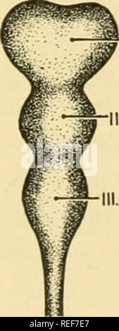 . L'anatomie comparée. Anatomie, comparatif. Prosencéphale Stomodaum {l'amnion cut) pédicule sac vitellin Fig. 448.-Les droits de l'embryon de 2,4 mm. montrant le tube neural partiellement fermé. (À partir de "l'anatomie de Ranson du système nerveux," KoUmann ; après l'aimable autorisation de W. B. Saunders Company.). OlENCEPHALON FLEXURE CÉPHALIQUE PROSENCÉPHALE TÉLENCÉPHALE I.vésicule optique jf, ^ ^* le lobe olfactif-^ MAMMILLARYBODY INFUNDIBULUM MÉSENCÉPHALE II.III.la capsule otique cervelet du rhombencéphale. Veuillez noter que ces images sont extraites de la page numérisée des images qui peuvent avoir été retouchées numériquement pour plus de lisibilité - colora Banque D'Images