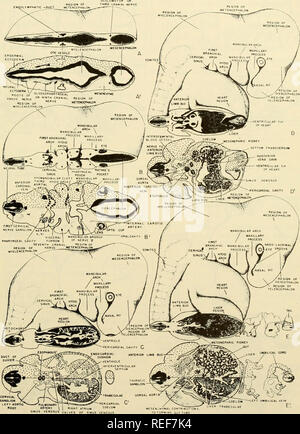 . L'embryologie comparative des vertébrés ; avec 2057 dessins et photos. regroupés en 380 illus. Vertébrés -- l'Embryologie embryologie Comparative ;. Fig. 262. Les stéréogrammes et sections de 10 mm d'embryons de porcs.. 549. Veuillez noter que ces images sont extraites de la page numérisée des images qui peuvent avoir été retouchées numériquement pour plus de lisibilité - coloration et l'aspect de ces illustrations ne peut pas parfaitement ressembler à l'œuvre originale.. Nelsen, Olin E. Everett (Olin), b. 1898. Blakiston, New York Banque D'Images