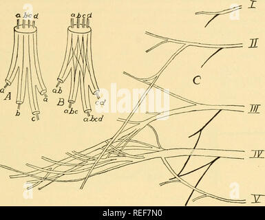 . L'anatomie comparée. Anatomie, comparatif. Le SYSTÈME NERVEUX CENTRAL 533, brachial, lombaire et sacrée. Fréquemment, les unir dans quatre paires pour former et cervicothoracique plexus lombo-sacrée. Poissons et cyclostomes dans le groupe d'postoccipital formes nerfs un plexus qui innerve les muscles hypobranchial. De nombreuses formes ce plexus cervical s'unit à l'plexus brachial. Dans les deux amniotes séparées et le plexus de nerfs plexus hypobranchial forme le nerf hypoglossus (XII).. Fig. 440.-A, schéma de percepteur ; B, d'un plexus nerveux. (Après Braus.) C, plexus brachial de Salamand Banque D'Images