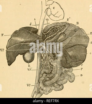 . Comparative Zoology, structurelles et systématiques. Pour une utilisation dans les écoles et collèges. Zoologie. Sécrétion et excrétion. 12^^ dans la partie processus digestif, il est question de l'Mltered en décomposition du sang, et, si ce n'est pas chassé du système^,. Pio. 92.âLiver du chien, F, F, D, et daodenum pniicreas P, intestins ; ; r, la rate ; e, l'estomac ; /, le rectum ; R, rein droit ; B, vésicule biliaire ; &lt;â /(, cj-STIC d'air ; F, lobe de foie disséqué pour montrer la distribution de veine porte, vice-président, et vh, veine hépatique ; d, diaphragme ; VC, vena cava ; C, coeur. produit une jaunisse. Il est réabsorbé par l'hicteals, mais n'est fina Banque D'Images
