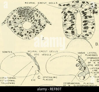 . L'embryologie comparative des vertébrés ; avec 2057 dessins et photos. regroupés en 380 illus. Vertébrés -- l'Embryologie embryologie Comparative ;. 464 DÉVELOPPEMENT DE LA FORME DU CORPS primitif des cellules de la crête neurale. Ligne latérale VAGUS EPI AGIT DES PLACODES AGIT DES PLACODES BRANCHIAL DE VAGUS N ^vésicule otique - !V ligne latérale et longitudinale placode ectodermique ÉPAISSISSEMENT ECTODERMIQUE HYOMANOIBULAR EPIBRANCHIAL ÉPAISSISSEMENT FENTE PLACODE GLOSSOPHARYNGEUS FACIALIS D. Veuillez noter que ces images sont extraites de la page numérisée des images qui peuvent avoir été retouchées numériquement pour plus de lisibilité - coloration et l'aspect de ces illu Banque D'Images