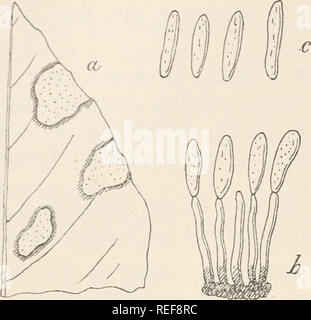 . Le Dr L. Euler's Kryptogamen-Flora von Deutschland, Österreich und der Schweiz. Les cryptogames -- Allemagne ; Autriche ; les cryptogames -- les cryptogames -- Suisse. Gloeosporiitm 466 agrumes. Gloeosporium intsrmedium Sacc. a. Blattstück Ein von Citrus Auran- tium mit dem Pilze in natür- licher Grösse. b. Ein sehr stark vergrösserter Hymeniums Sporenträgern Theil des mit und Sporen. c. Sehr Stark, vergrösserte freie, reife Sporen. Nach Saccardo, champignons italici onglet. 1043. Tai*, subramulosum Sacc, Mich.. p. 168 ; Fung. ital. tab. 1044 ; Syl. III. p. 703. Von der typischen unterschieden durch einfac Art Banque D'Images